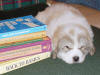 Ginger & Boomer badger-marked Pyr puppy one.