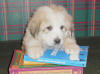 Ginger & Boomer badger-marked Pyr puppy two.