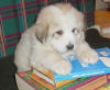 Ginger & Boomer badger-marked Pyr puppy two.