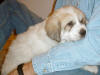 Ginger & Boomer badger-marked Pyr puppy three.