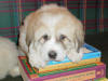 Ginger & Boomer badger-marked Pyr puppy three.