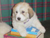 Ginger & Boomer badger-marked Pyr puppy four.