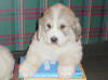 Ginger & Boomer badger-marked Pyr puppy five.