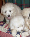 Puppies from Shiloh & Baron.