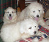 Shiloh & Baron's Oct 10, 2003 litter.