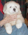 Shiloh & Baron white Pyr puppy one.
