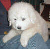 Shiloh & Baron white Pyr puppy one.