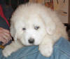 Shiloh & Baron white Pyr puppy one.