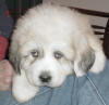 Shiloh & Baron badger-marked Pyr puppy two.