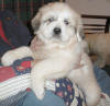 Shiloh & Baron badger-marked Pyr puppy two.