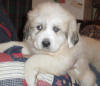 Shiloh & Baron badger-marked Pyr puppy two.