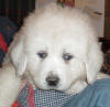 Shiloh & Baron white Pyr puppy three.