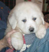 Shiloh & Baron white Pyr puppy three.