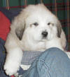 Shiloh & Baron badger-marked Pyr puppy four.