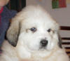 Shiloh & Baron badger-marked Pyr puppy four.