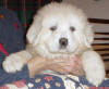 Shiloh & Baron white  Pyr puppy five.