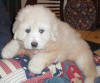 Shiloh & Baron white  Pyr puppy five.