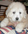 Shiloh & Baron white  Pyr puppy five.