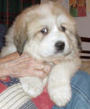 Shiloh & Baron badger-marked  Pyr puppy six.