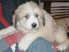 Shiloh & Baron badger-marked  Pyr puppy six.