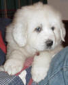 Shiloh & Baron white  Pyr puppy seven.