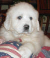 Shiloh & Baron white  Pyr puppy seven.