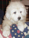 Shiloh & Baron white  Pyr puppy eight.