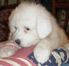 Shiloh & Baron white  Pyr puppy eight.