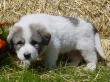 Ginger and Boomer's badger marked puppies.