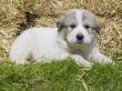 Ginger and Boomer's badger marked puppies.