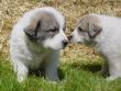 Ginger and Boomer's badger marked puppies.