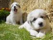 Ginger and Boomer's badger marked puppies.