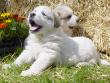 Ginger and Boomer's badger marked puppies.