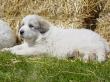 Ginger and Boomer's badger marked puppies.