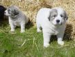 Ginger and Boomer's badger marked puppies.