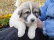 Ginger and Boomer's badger marked puppies.