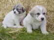 Ginger and Boomer's badger marked puppies.