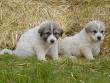 Ginger and Boomer's badger marked puppies.