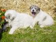 Ginger and Boomer's badger marked puppies.