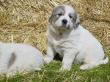 Ginger and Boomer's badger marked puppies.