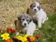 Ginger and Boomer's badger marked puppies.