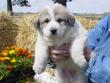 Ginger and Boomer's badger marked puppies.