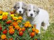 Ginger and Boomer's badger marked puppies.