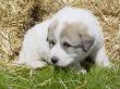 Ginger and Boomer's badger marked puppies.