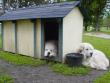 Molly sleeps in the rain while Shiloh and Baron stay dry.