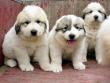 Molly and Baron's Great Pyrenees puppies.