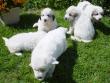 Molly and Baron's Great Pyrenees puppies.