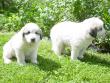 Molly and Baron's Great Pyrenees puppies.