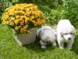 Molly and Baron's Great Pyrenees puppies.