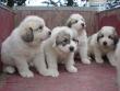 Molly and Baron's Great Pyrenees puppies.